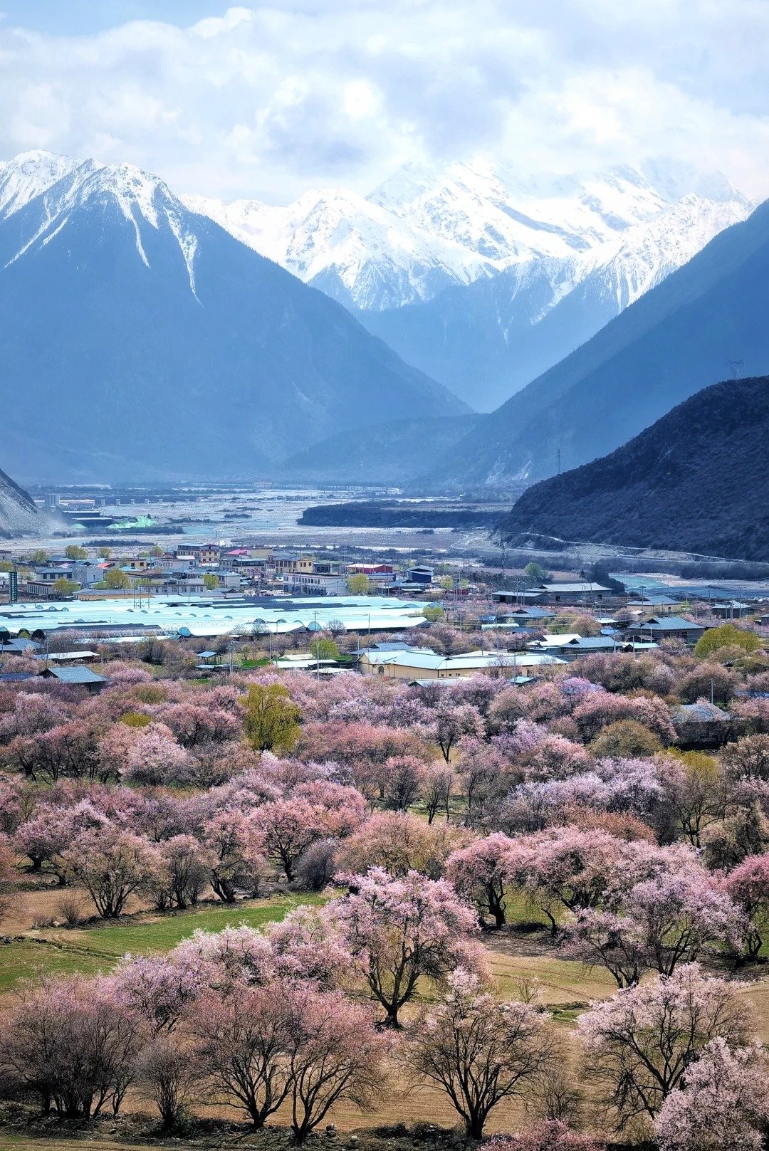 linzhi